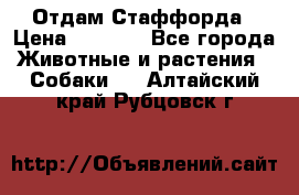 Отдам Стаффорда › Цена ­ 2 000 - Все города Животные и растения » Собаки   . Алтайский край,Рубцовск г.